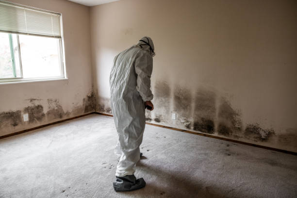 Trusted Byron Center, MI Mold Remediation Experts